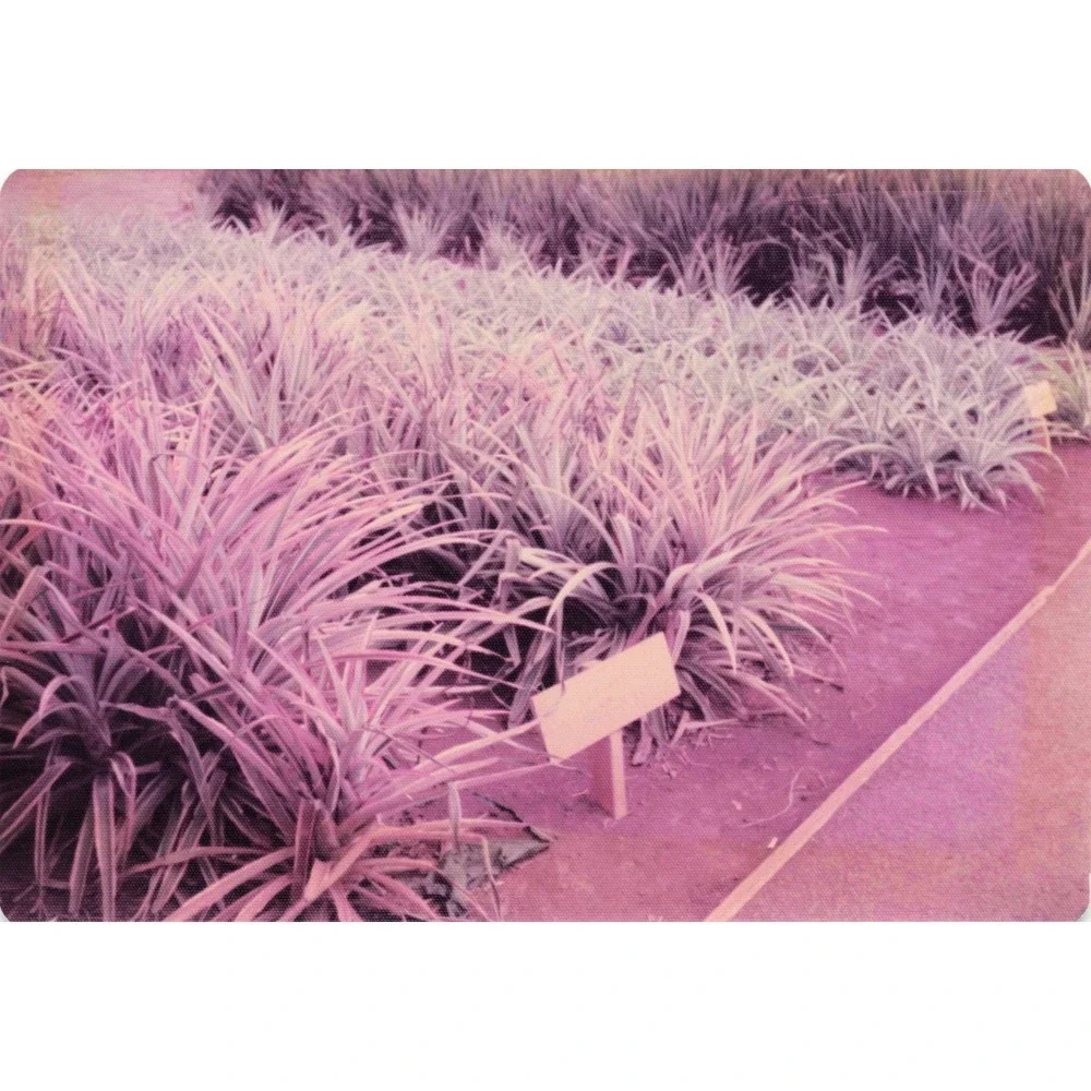 Vintage 1970s Hawaii Oahu Del Monte Pineapple Wahiawa Garden Photo Lot of 8 - Picture 6 of 8